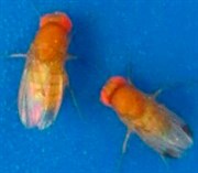 drosophila_voksen.jpg