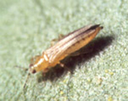 frankliniella.jpg