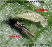 echinothrips.jpg